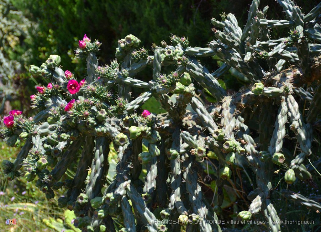 Lac Arena 16 juin 2013 14.JPG - Le lac Arena. Cactus. 16 juin 2013